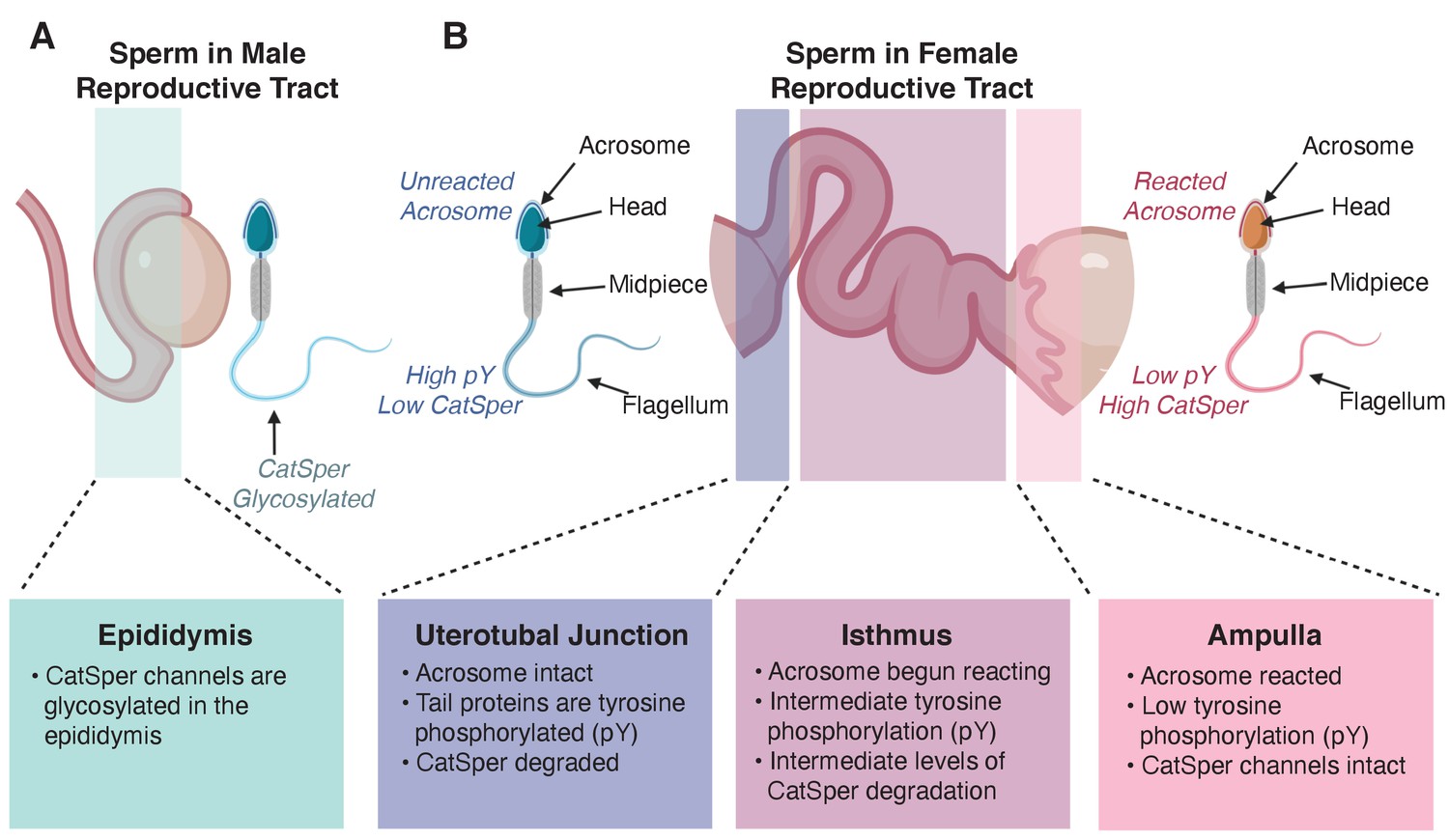 Lifespan of sperm in the open