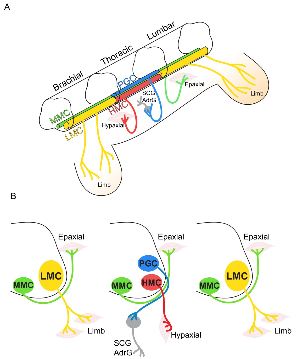 multifaceted roles of micrornas: from motor neuron generation in