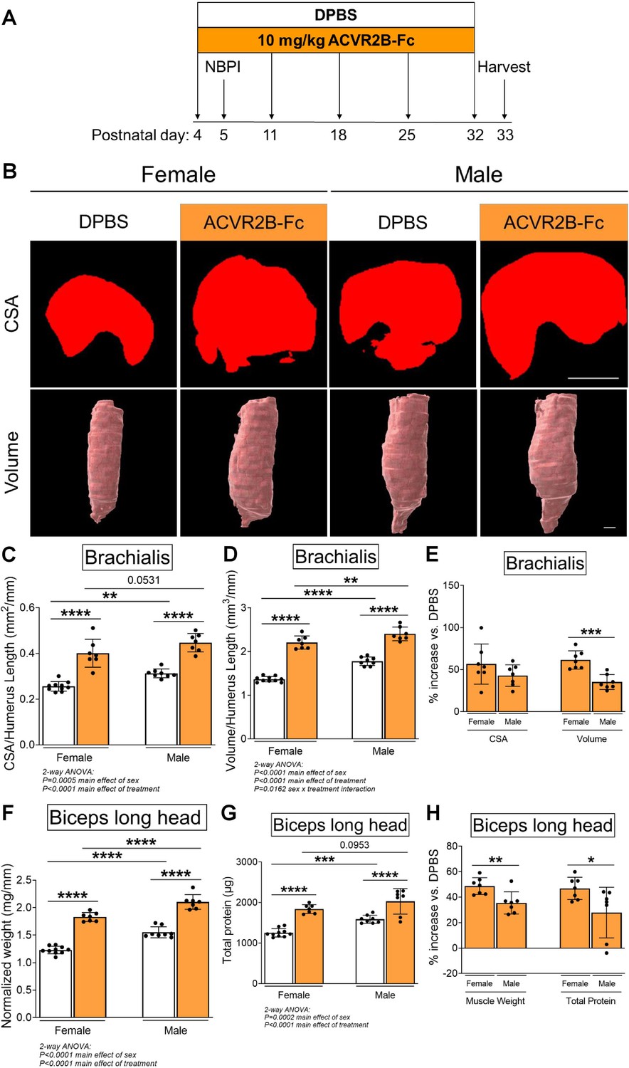 Sex Specific Role Of Myostatin Signaling In Neonatal Muscle Growth