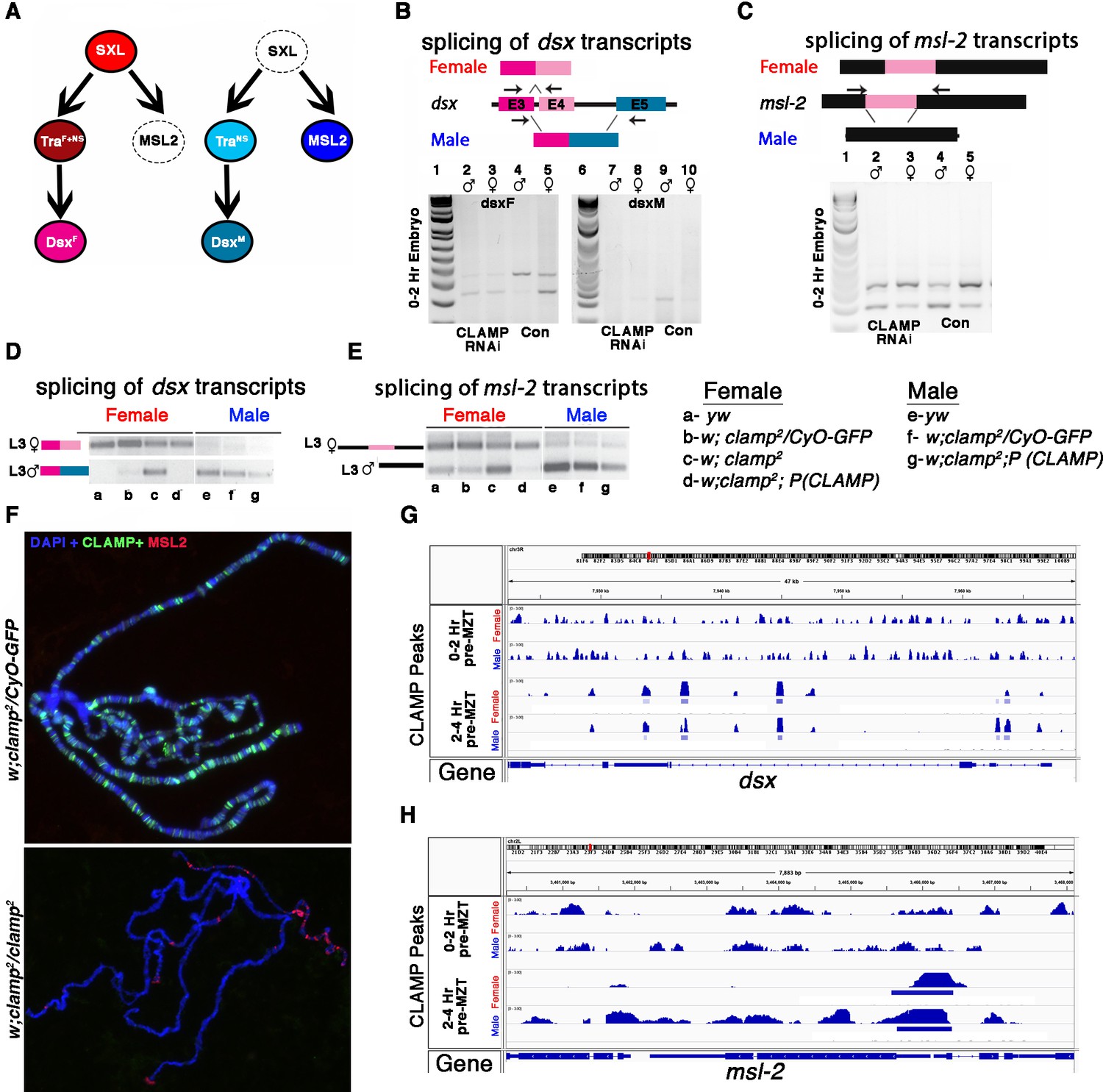 Sex Specific Splicing Occurs Genome Wide During Early Drosophila