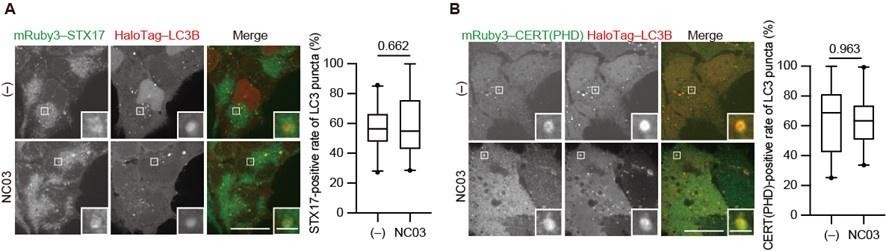 Figures And Data In Syntaxin Recruitment To Mature Autophagosomes Is