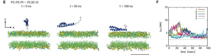 Figures And Data In Syntaxin 17 Recruitment To Mature Autophagosomes Is