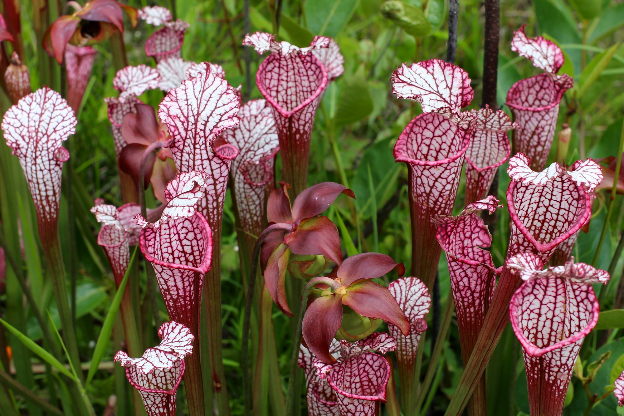 the-carnivorous-pitcher-plant-petrosains