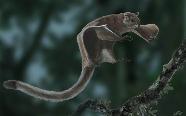 Gliding fossils | eLife Science Digests | eLife