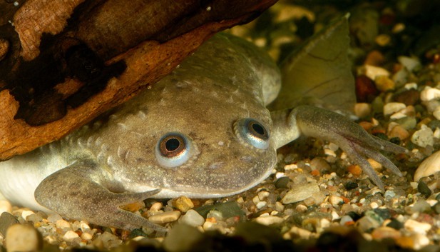 underwater frogs
