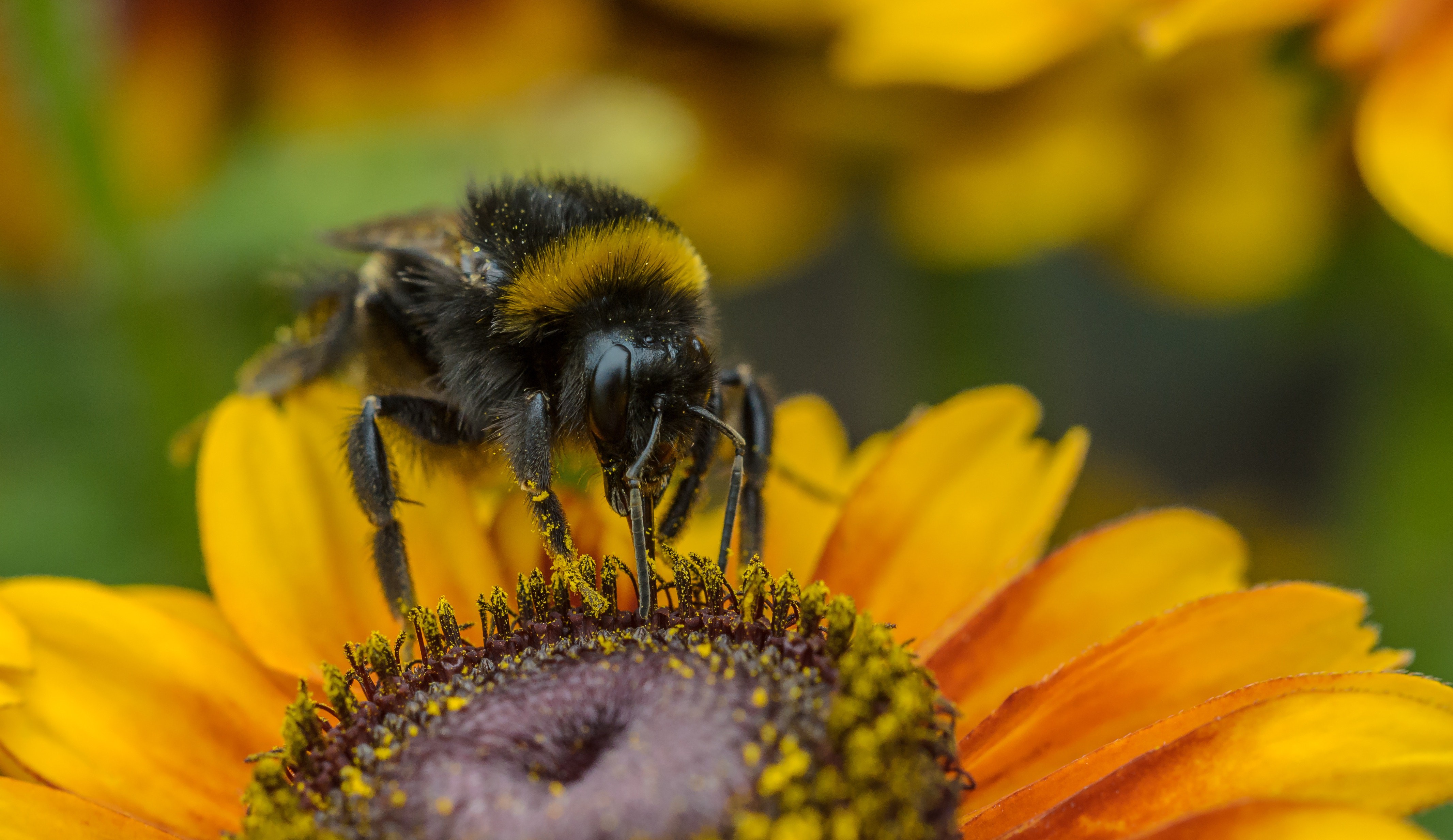 Pollination Life On Earth Medium Pollination Life On Earth Medium