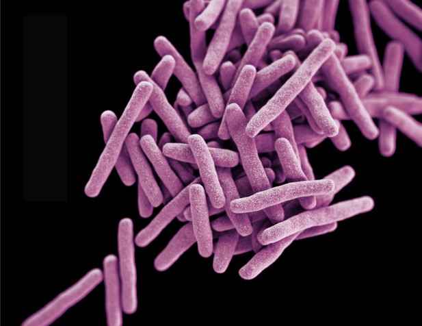 Tuberculosis bacteria thrive on a nitrogen-source buffet | eLife ...