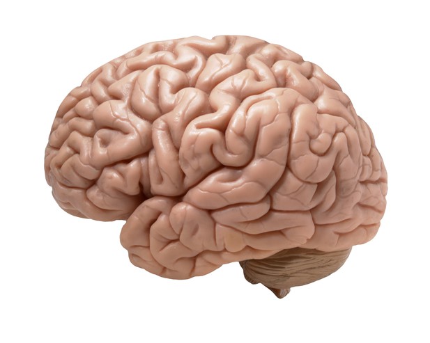 How Big Is a Human Brain? Learn About Brain Size and Brain Weight