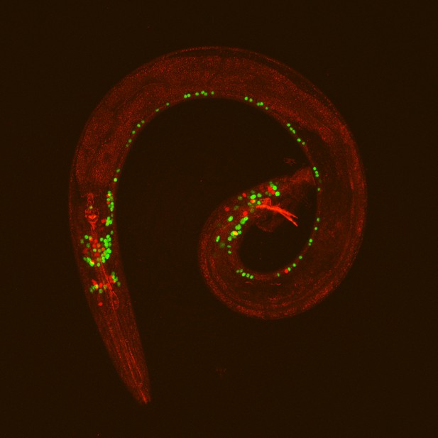 How Do Sex Differences Emerge In The Brain Elife Science Digests Elife