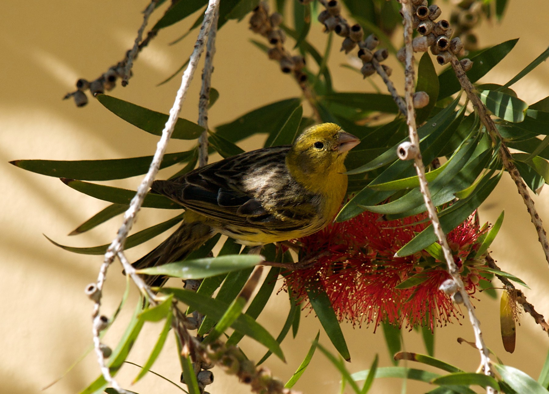 how-do-songbirds-remember-their-songs-elife-science-digests-elife