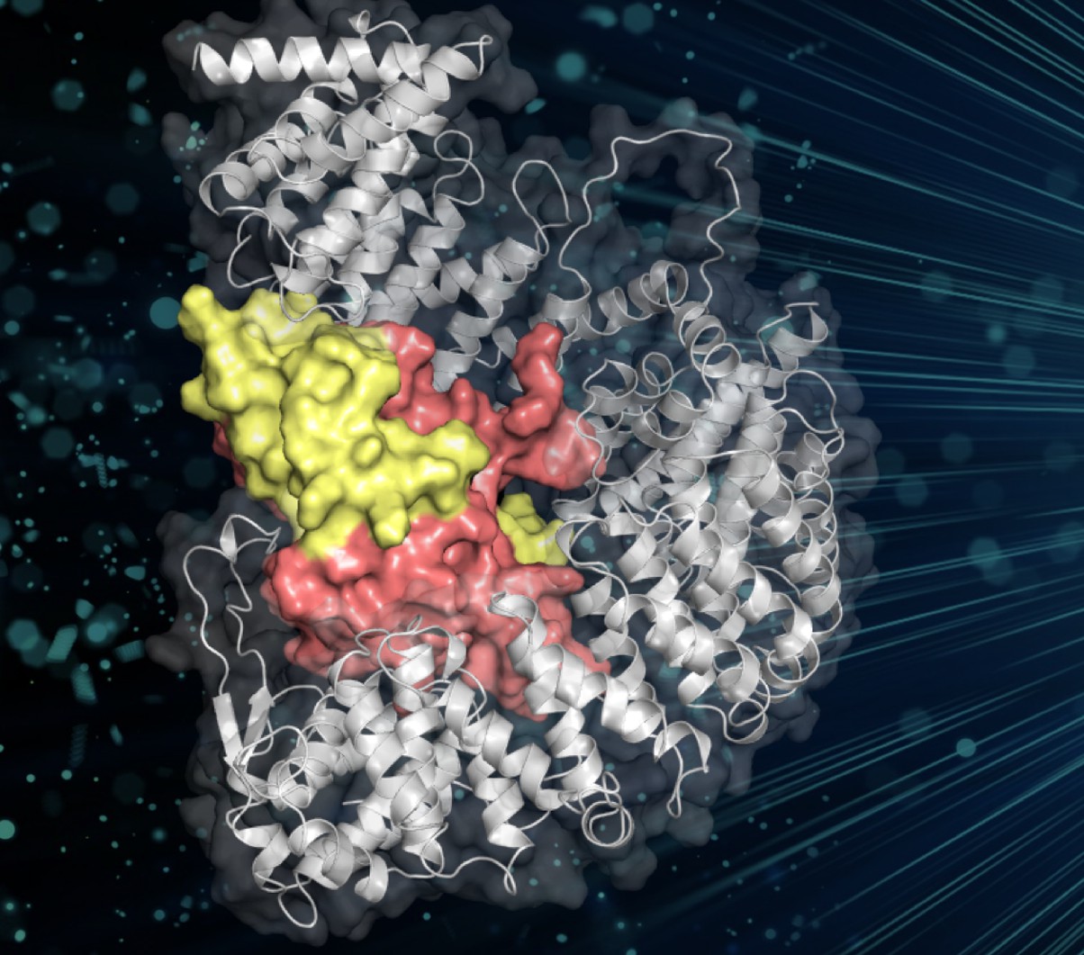 How cells get histones into position Biology Diagrams