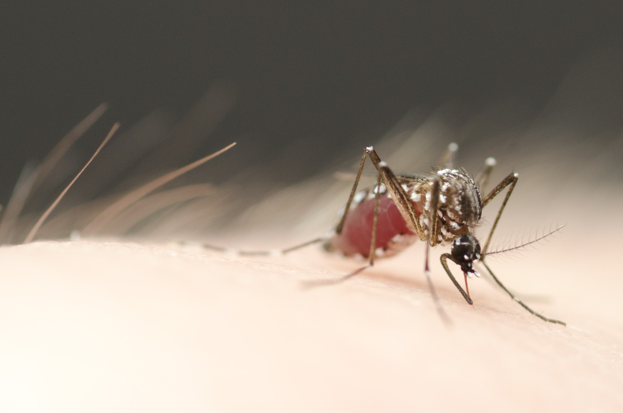 sylmar-mosquitoes-test-positive-for-west-nile-virus-mynewsla