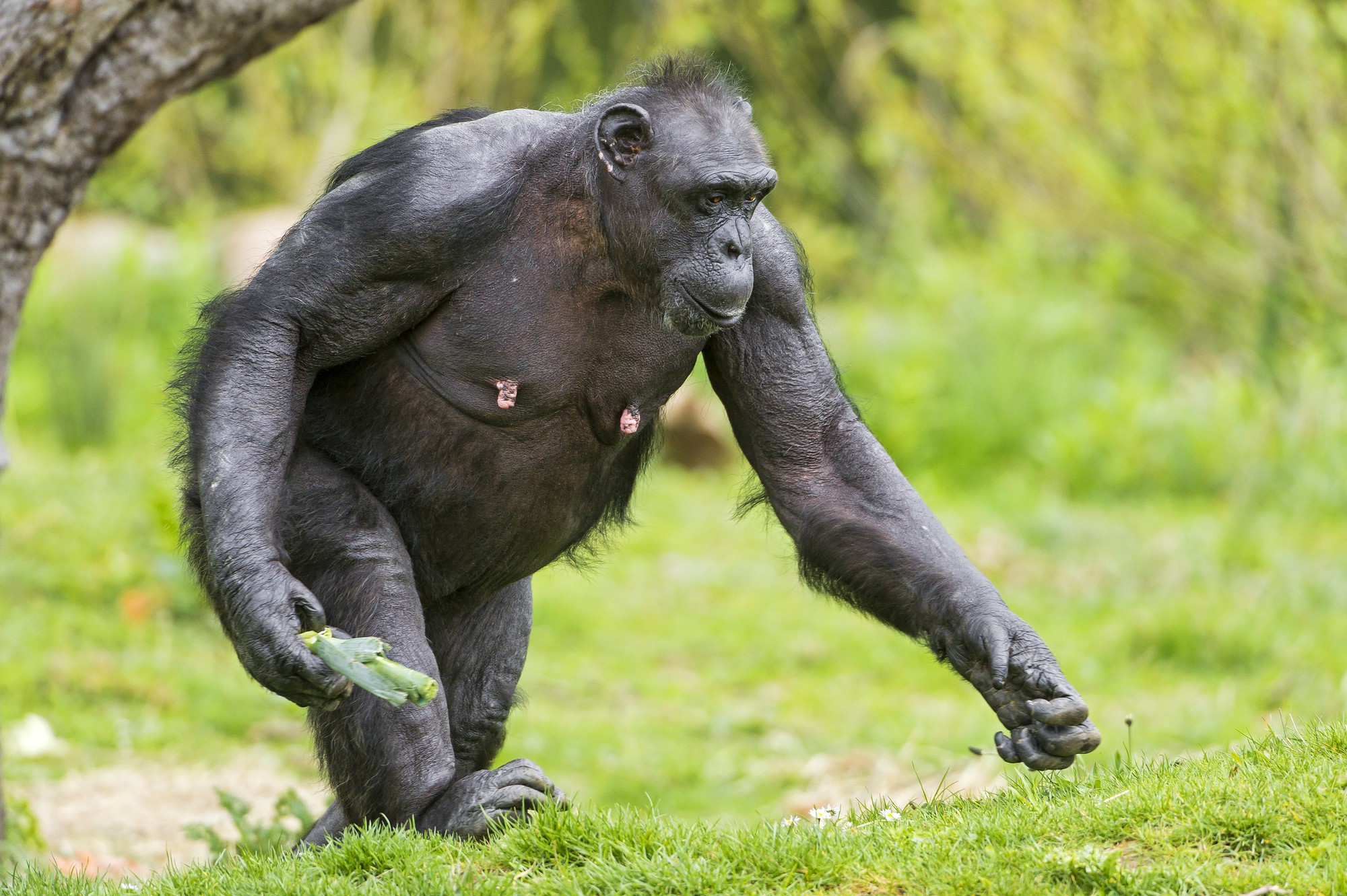 these-feet-are-made-for-walking-elife-science-digests-elife