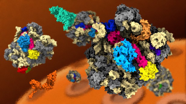 Ribosomes, assemble! | eLife Science Digests | eLife