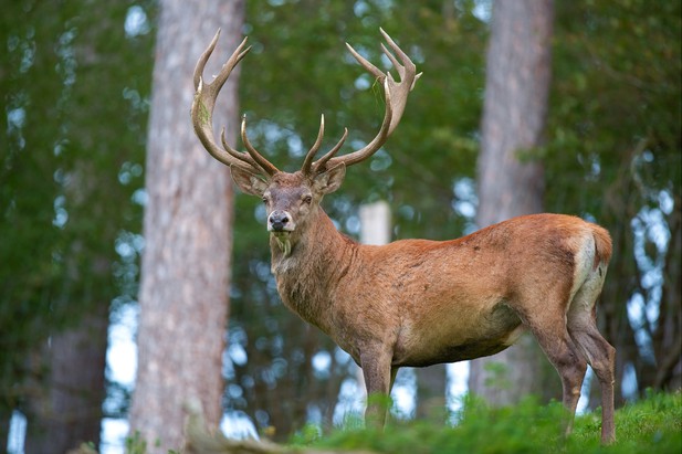 Where the herbivores roam and plants grow | eLife Science Digests | eLife