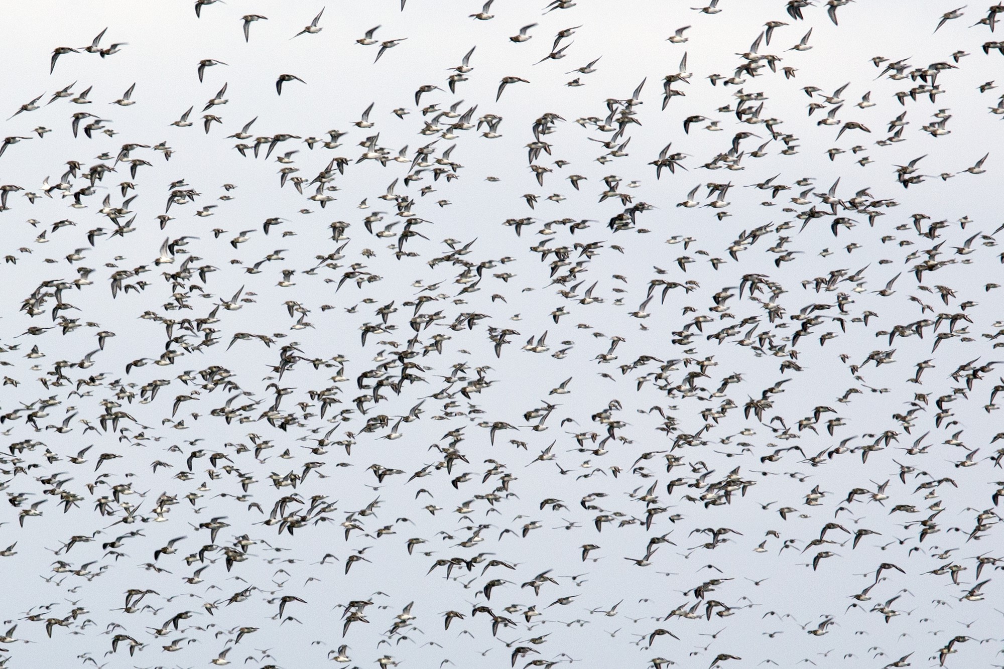 Types of Birds That Form Large Flocks Together