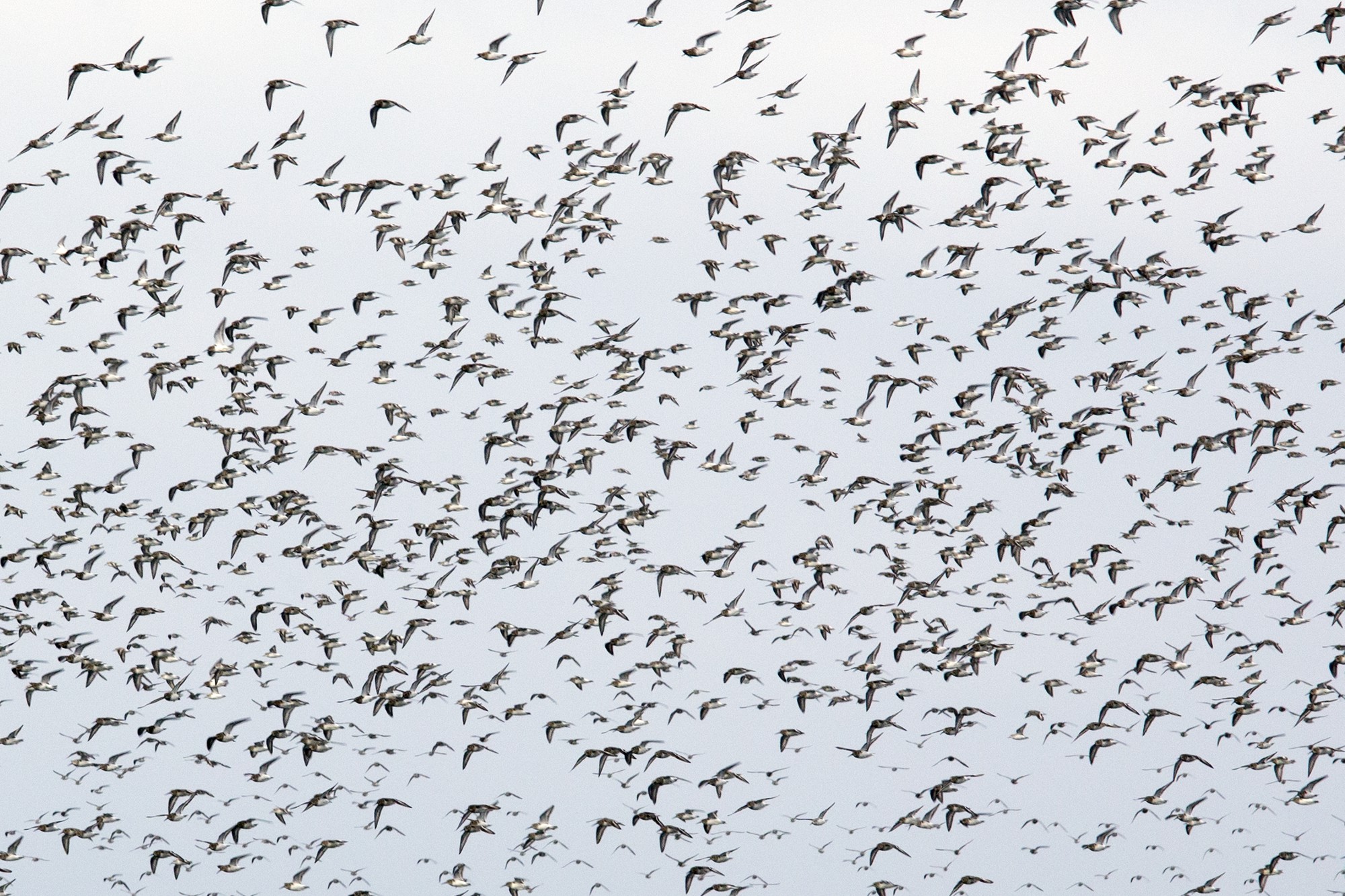 Birds of different feathers flock together eLife Science Digests eLife