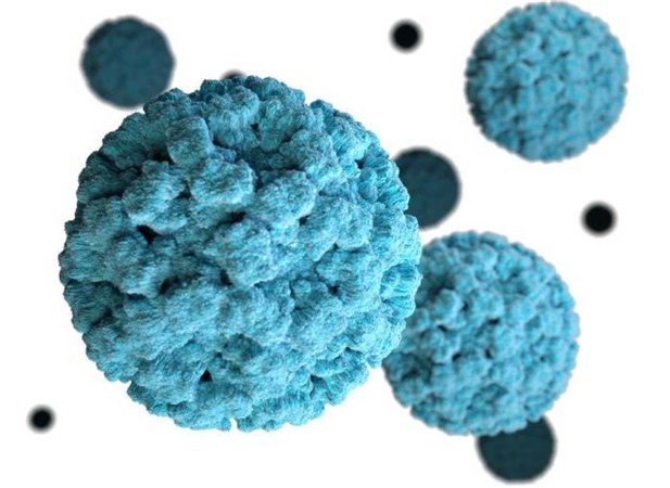 How Do Noroviruses Multiply? | ELife Science Digests | ELife