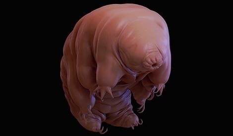 How tardigrades survive the extreme | eLife Science Digests | eLife