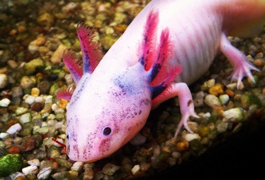 How the axolotl grows its arms | eLife Science Digests | eLife