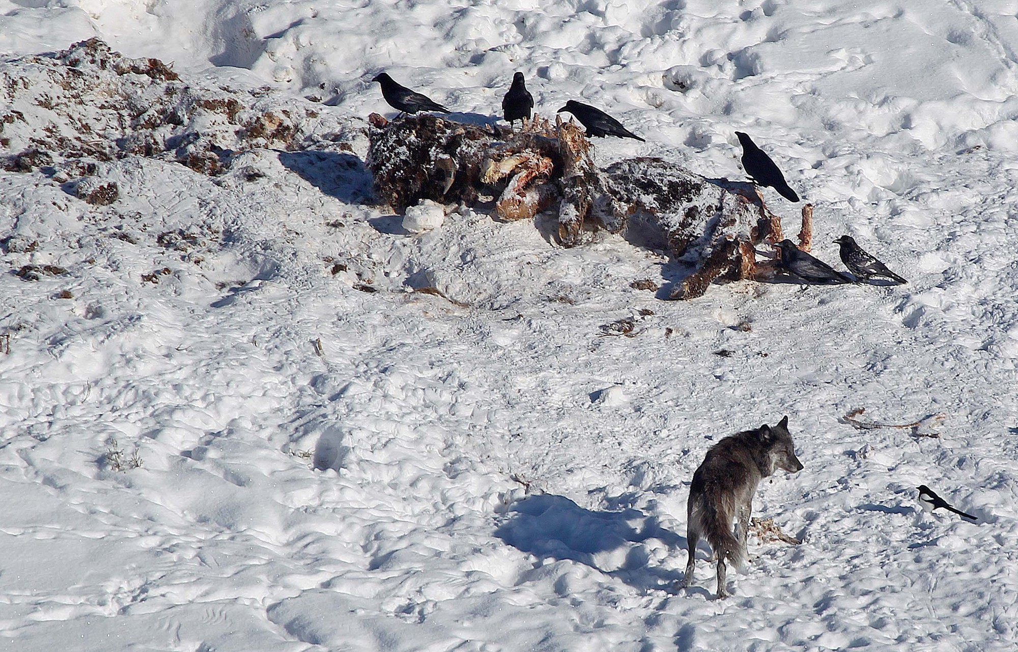 Tales told by wolf teeth | eLife Science Digests | eLife