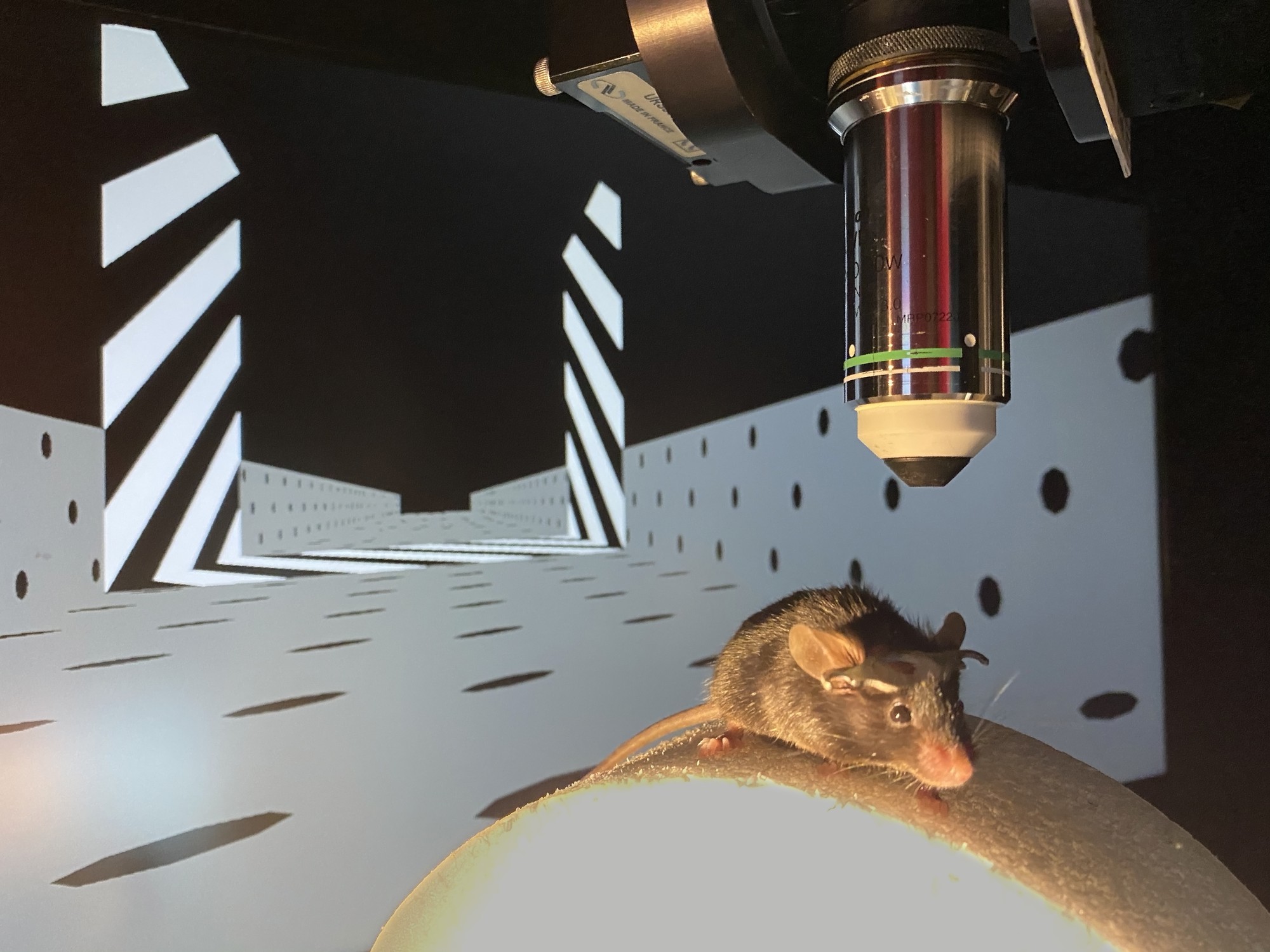 Virtual Reality For Mice | ELife Science Digests | ELife