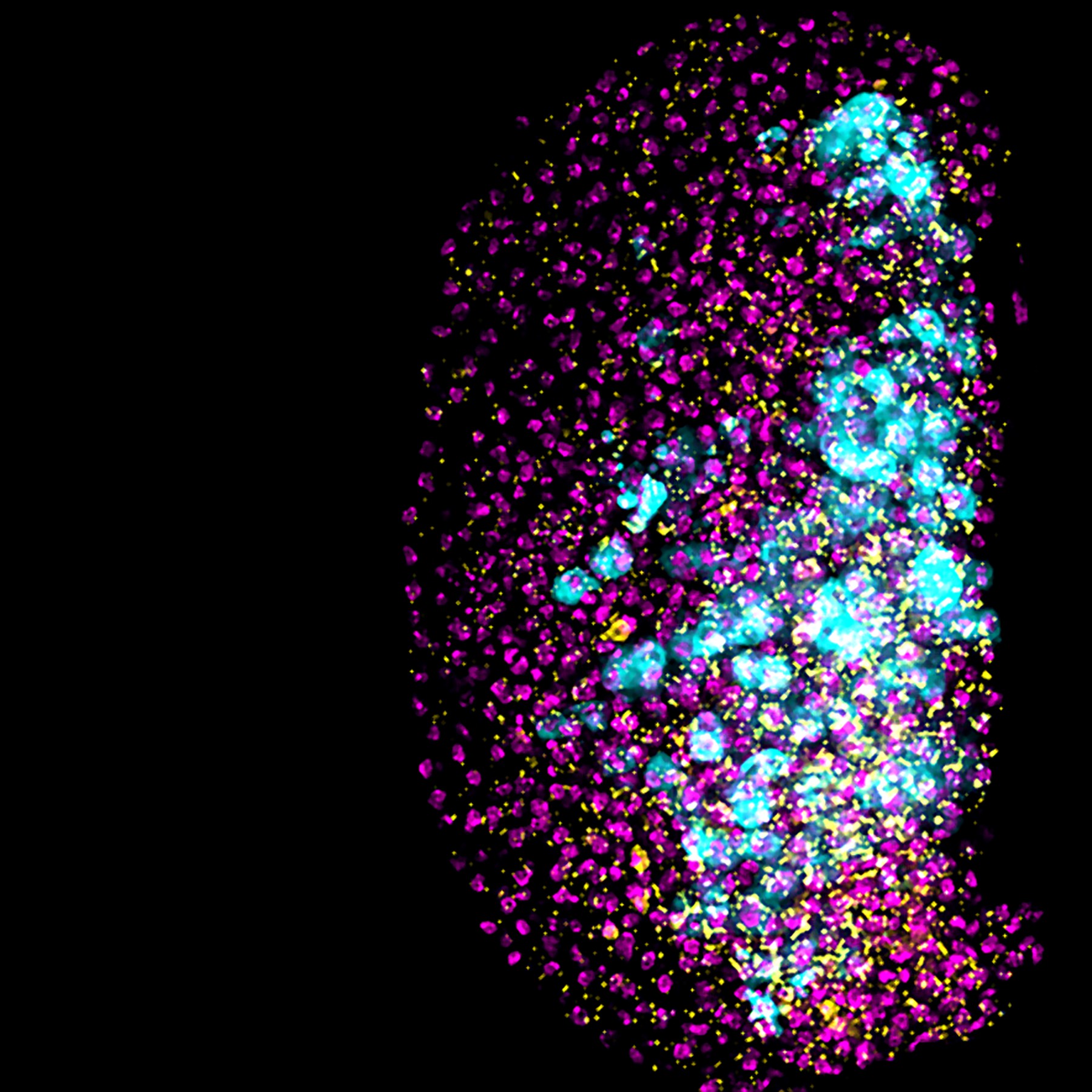 Burning fat to make mature blood cells | eLife Science Digests | eLife