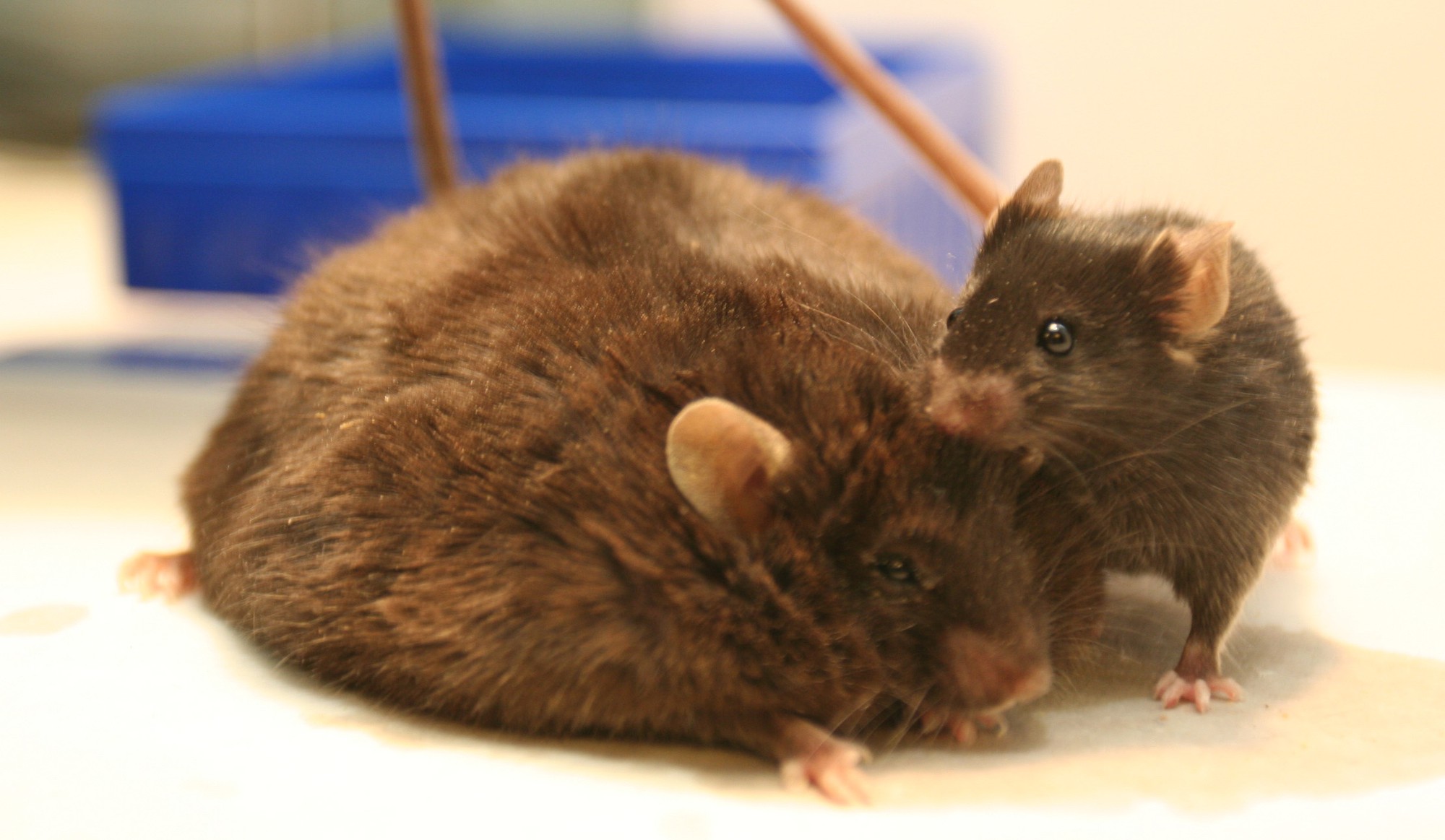 Solving a mouse metabolism mystery | eLife Science Digests | eLife