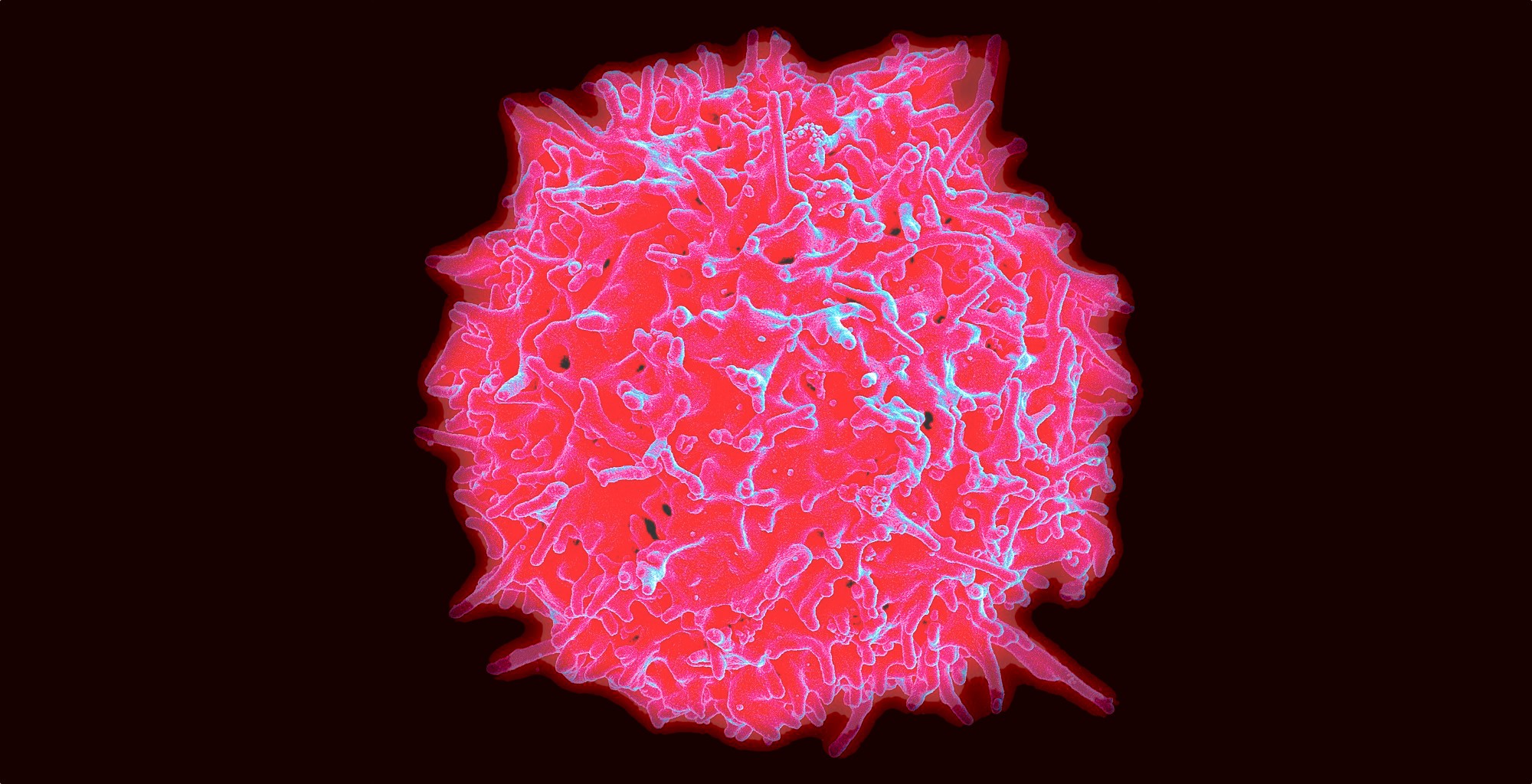 Т клетки крови. Т клетки сердца. Цистеин под микроскопом. Эритроциты на прозрачном фоне.