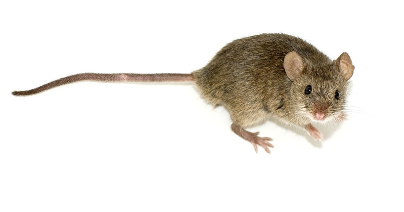 Understanding Sex Reversal In Mice Elife Science Digests Elife