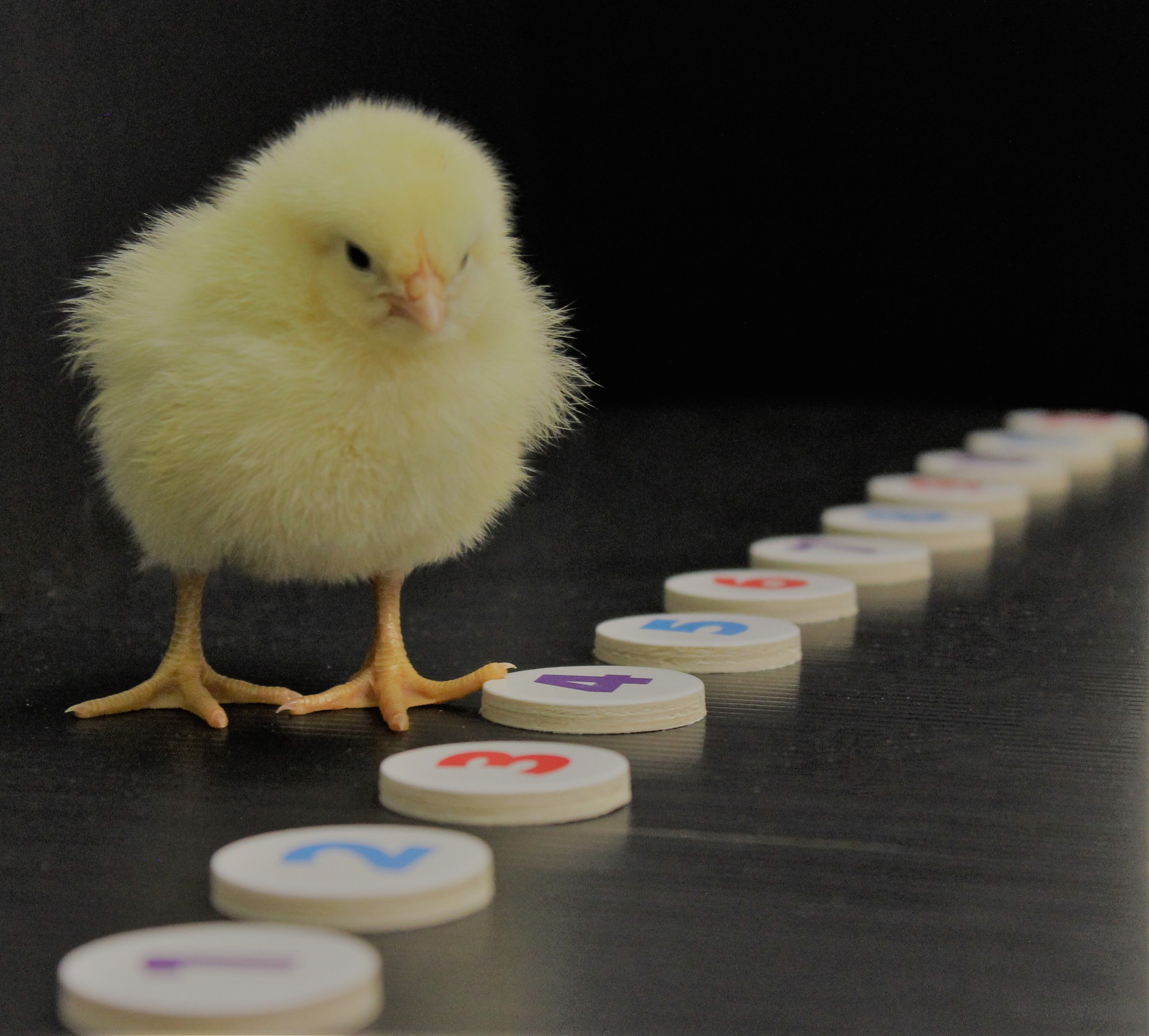 Counting Chickens Elife Science Digests Elife