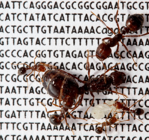 Genetics Of A Fire Ant Colony Elife Science Digests Elife