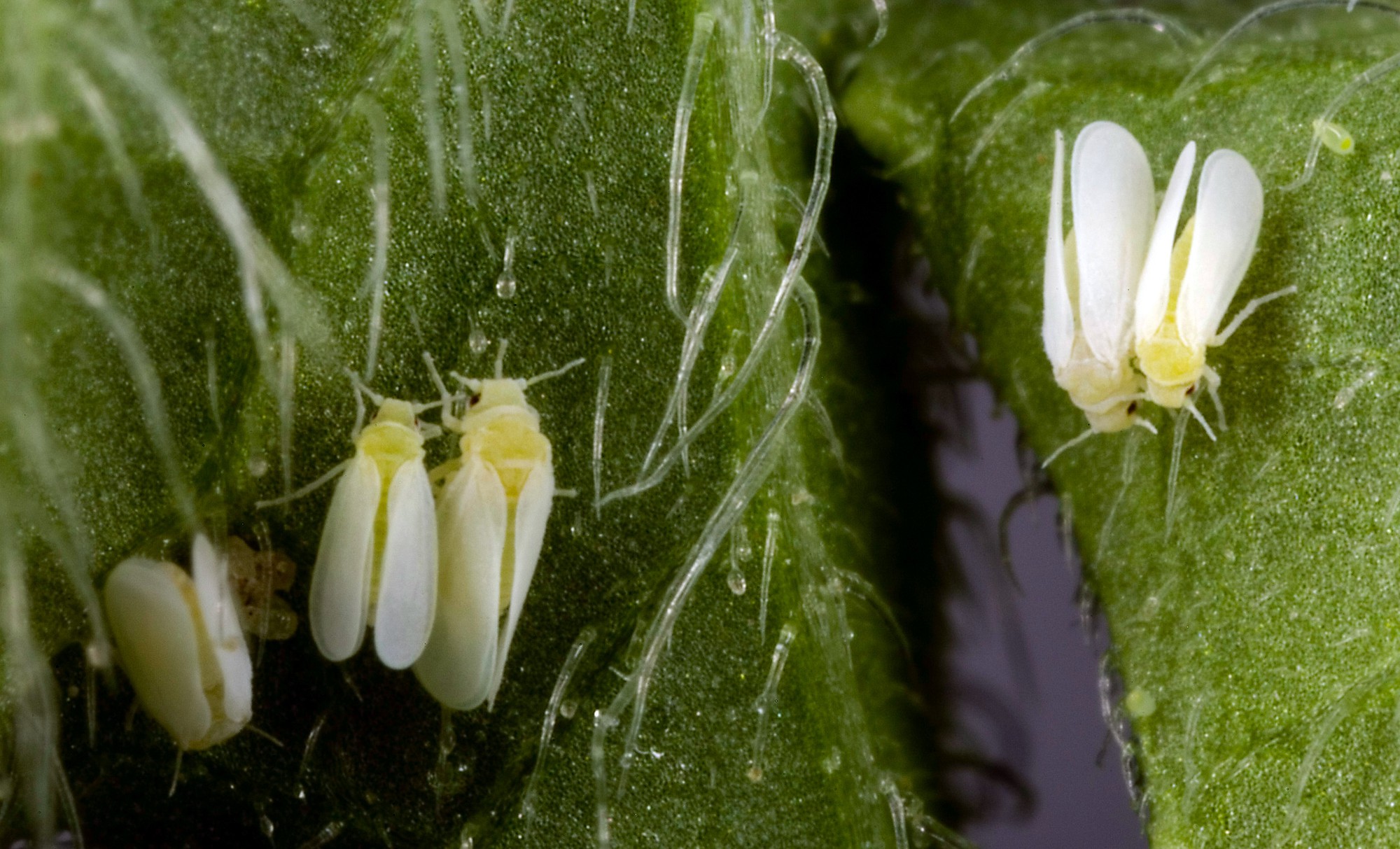 Tomato Plant Whitefly Life Cycle