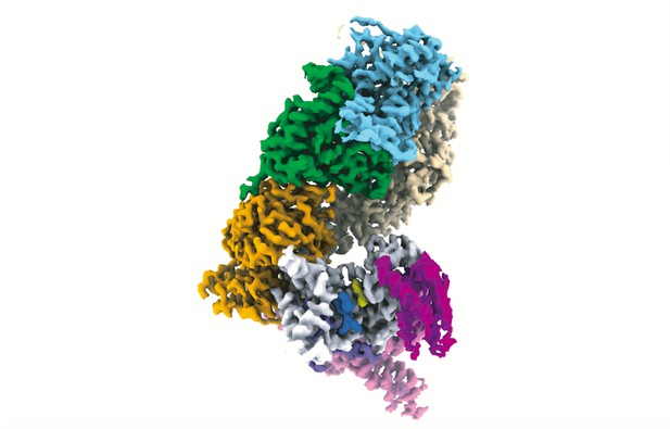 Cleaning up faulty mRNA | eLife Science Digests | eLife