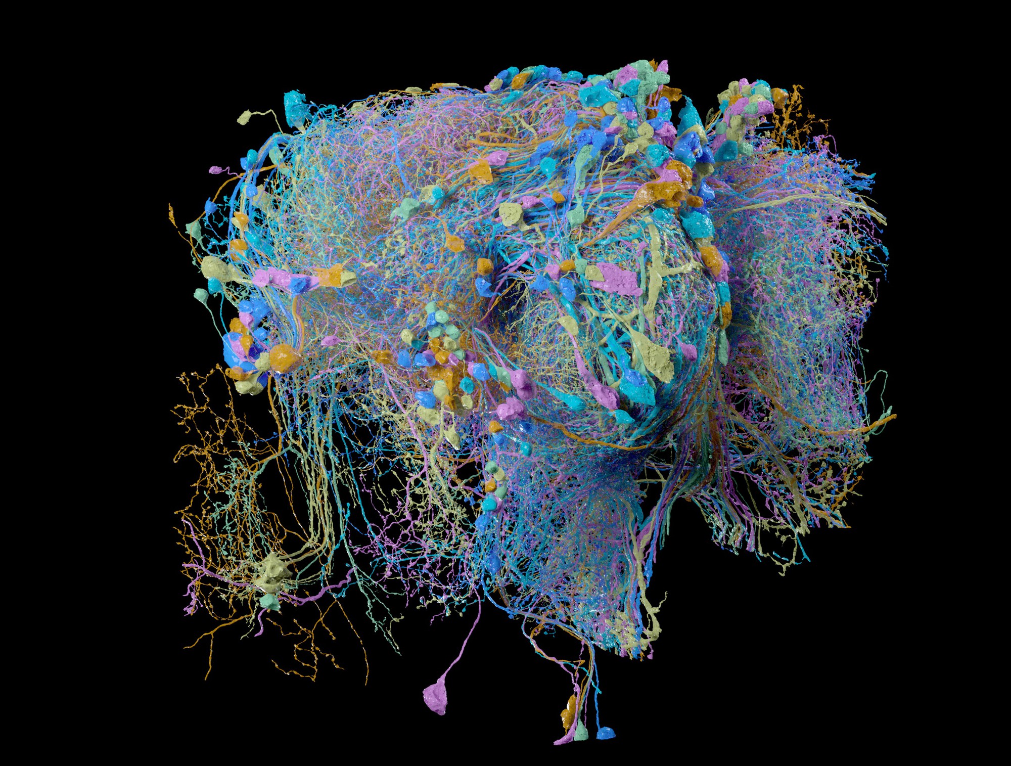 Seeing dead fruit flies is bad for the health of fruit flies – and  neuroscientists have identified the exact brain cells responsible