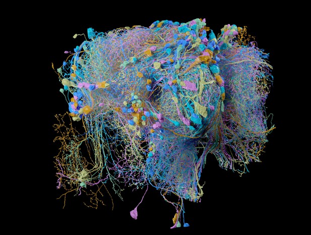 Reconstructing The Brain Of Fruit Flies | ELife Science Digests | ELife