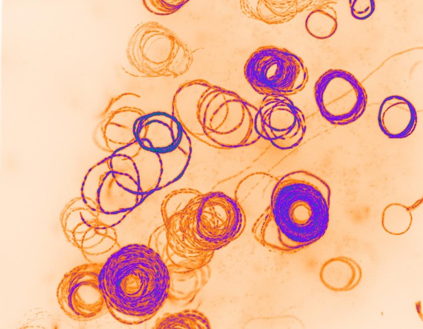 Malaria Parasites Become Trapped Without An I Domain Elife Science Digests Elife