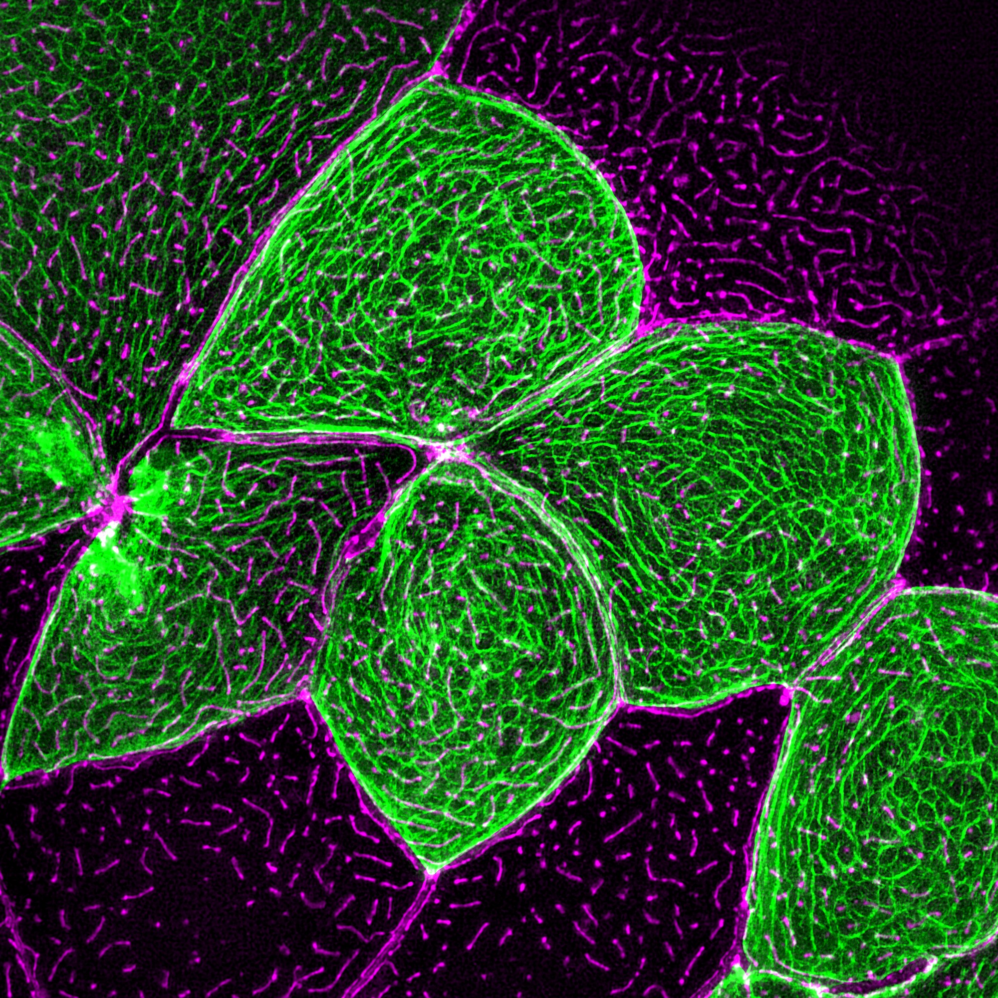 Forming Cell Fingerprints Elife Science Digests Elife