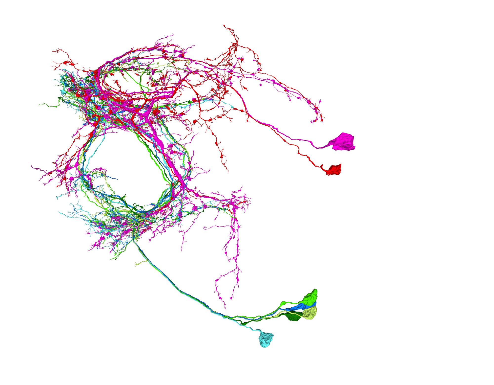 Discovery Of An Arousal State In Female Flies | ELife Science Digests ...