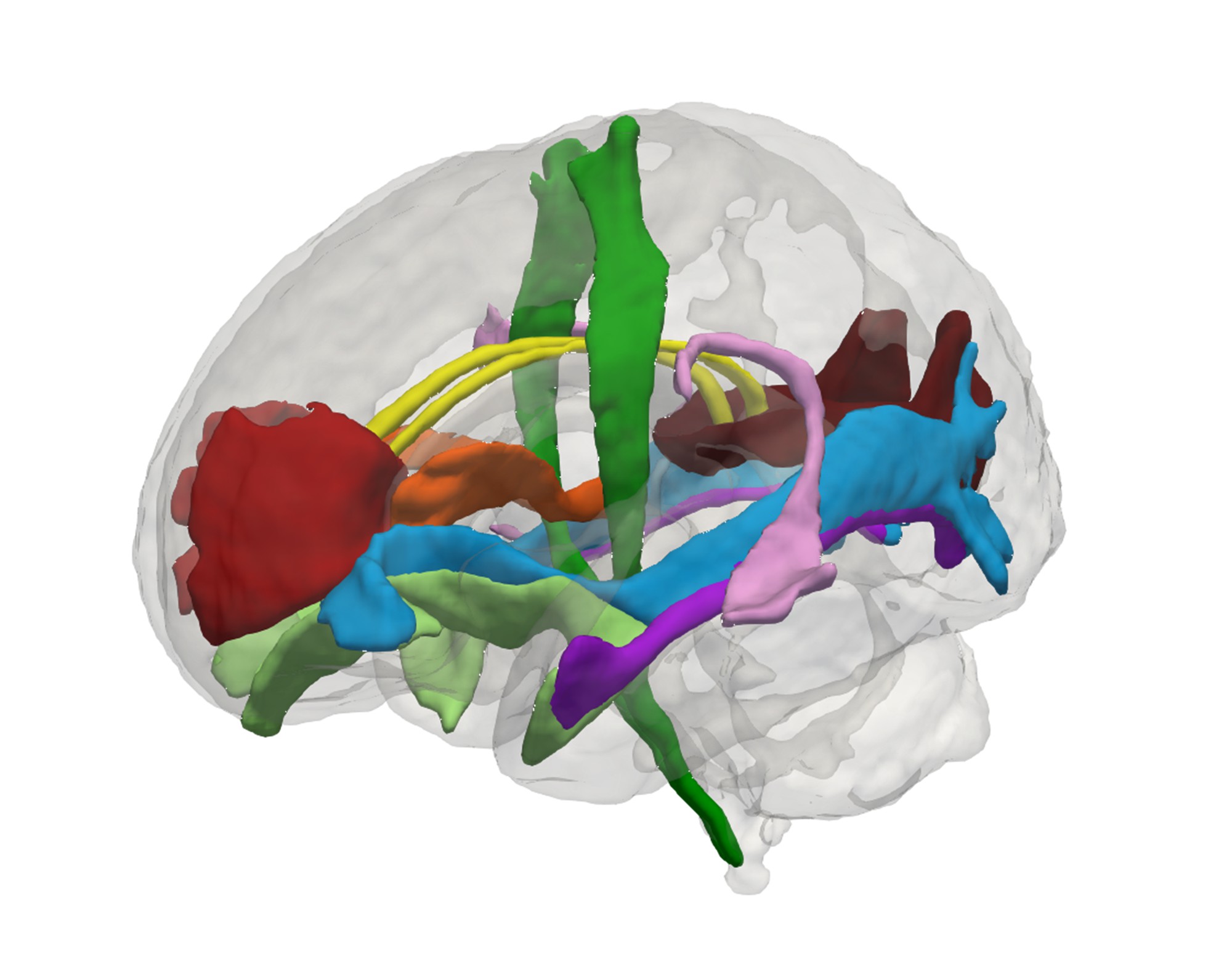 Brain under stress | eLife Science Digests | eLife