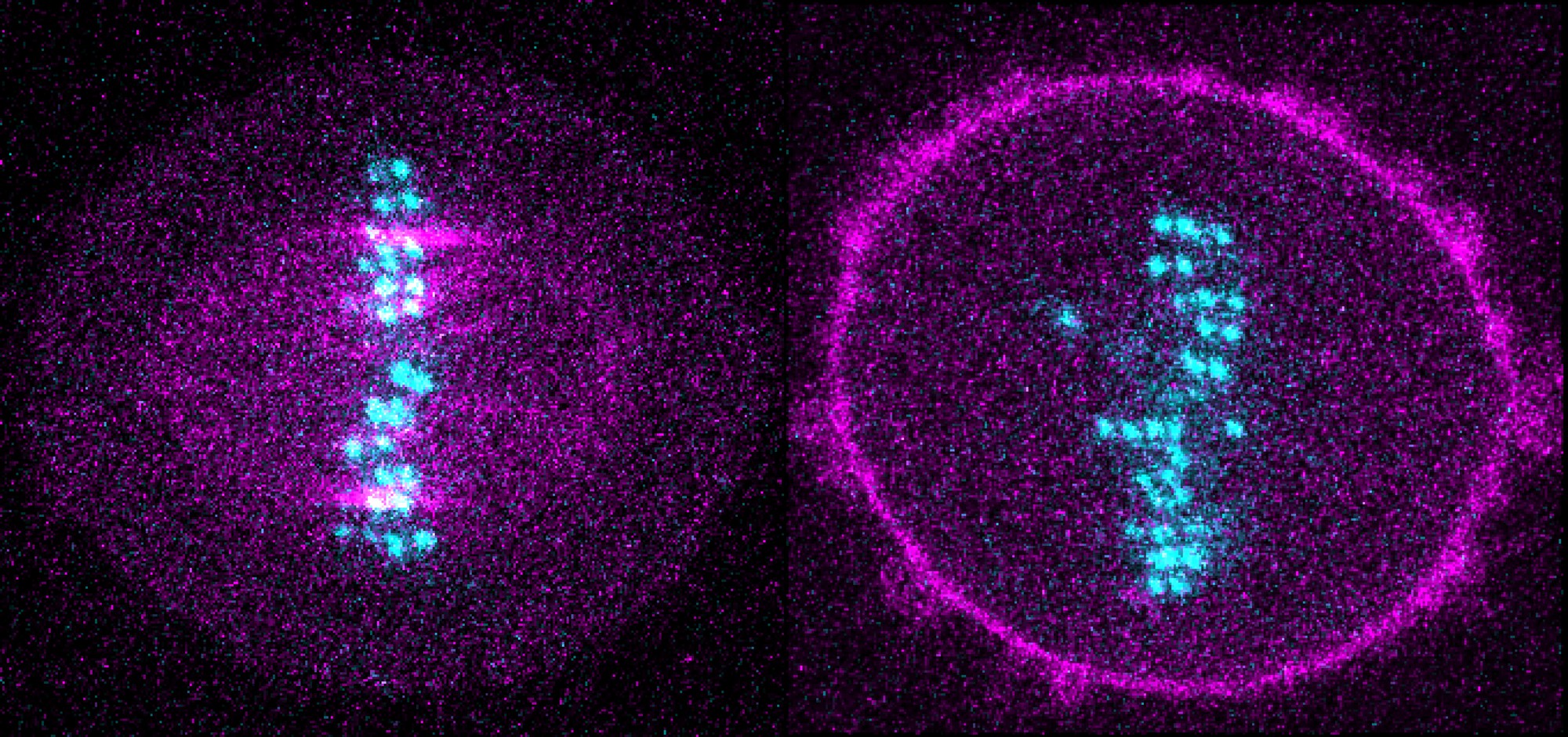 Shining a light on cell division | eLife Science Digests ...