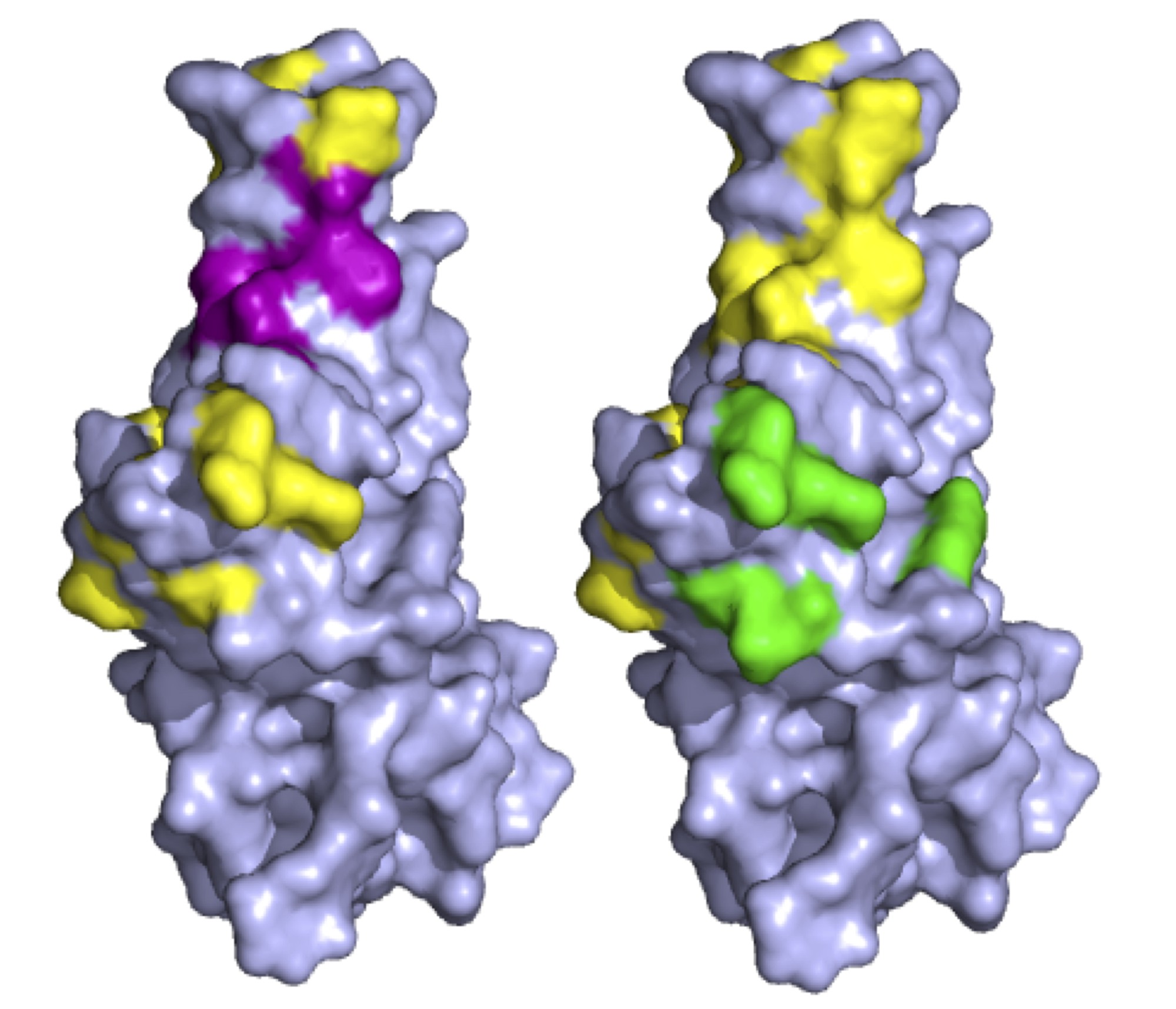 Coronavirus spike proteins may evolve to evade human immune system