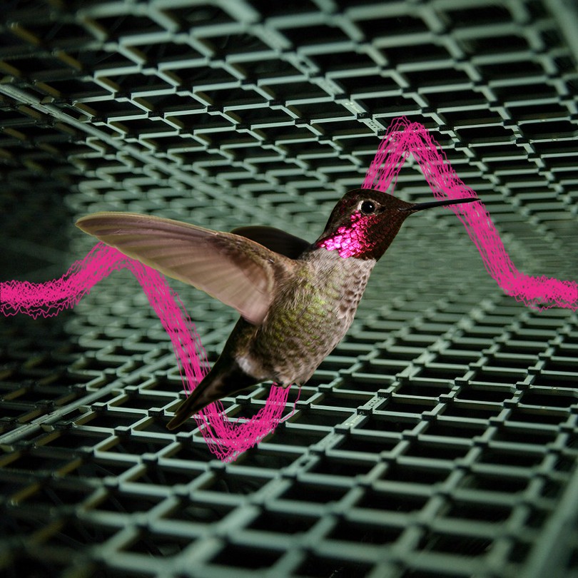How the hummingbird got its hum eLife Science Digests eLife