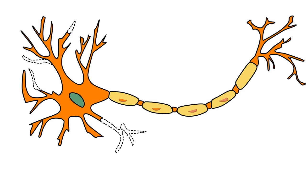 How to trim a neuron | eLife Science Digests | eLife