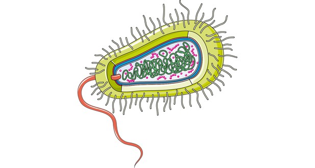 Flavins in focus | eLife Science Digests | eLife