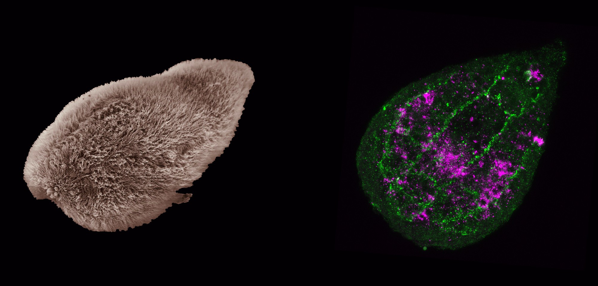 Making New With Old Elife Science Digests Elife 7117