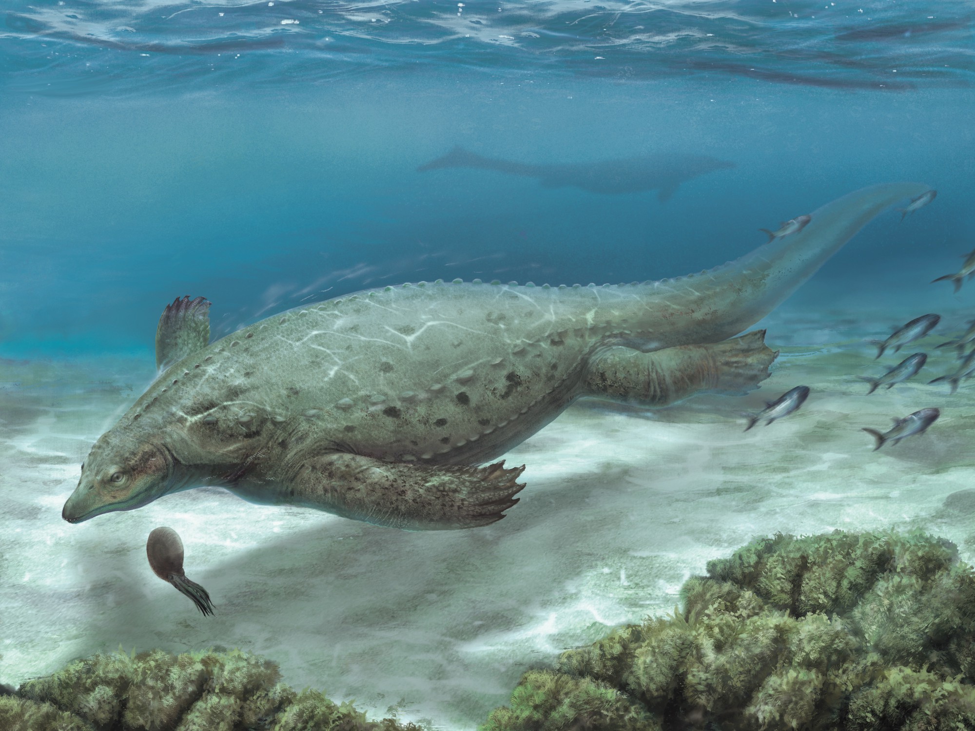 Diving into the evolution of marine reptiles | eLife Science Digests ...