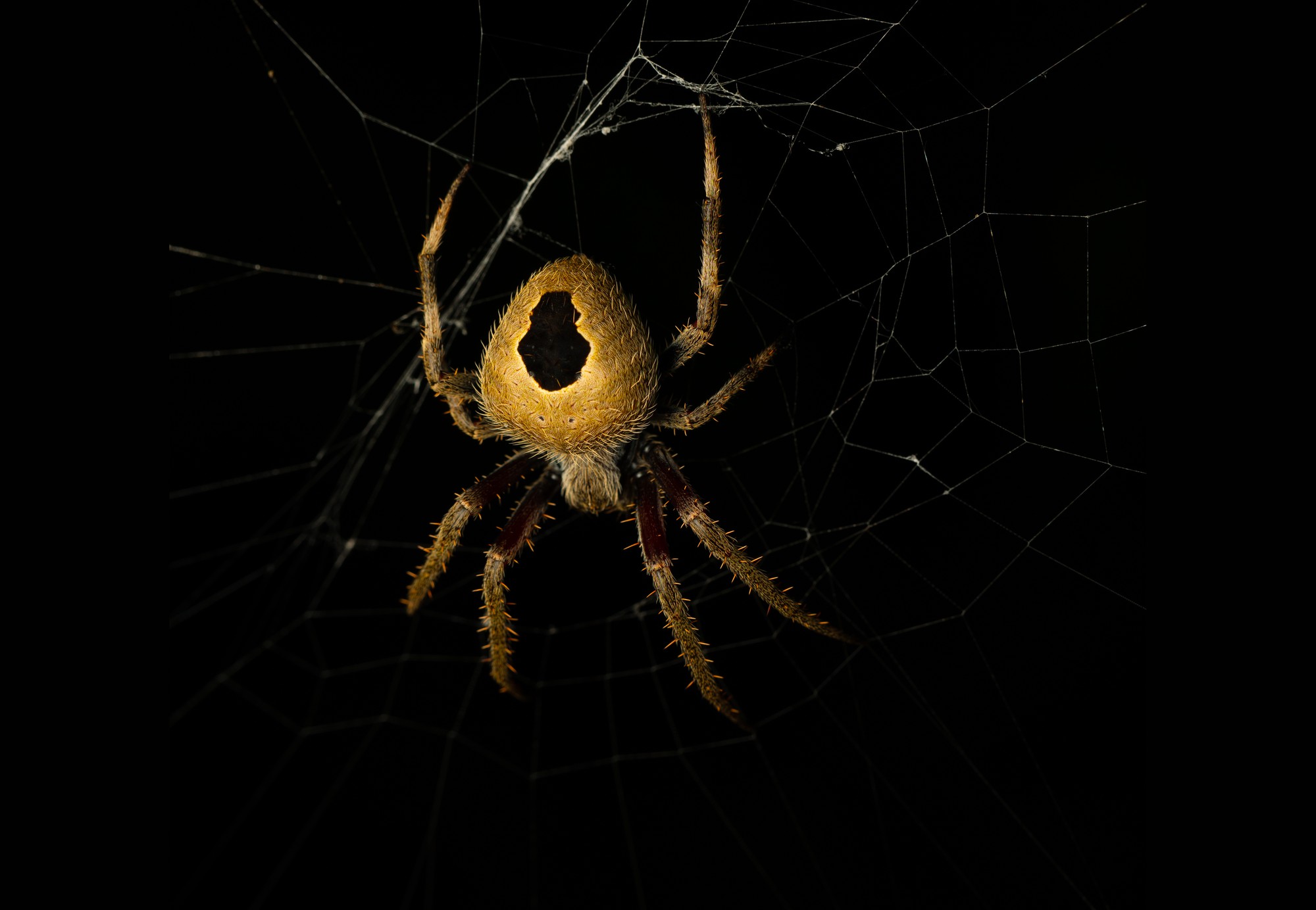 Where did spiders get their venom?, eLife Science Digests