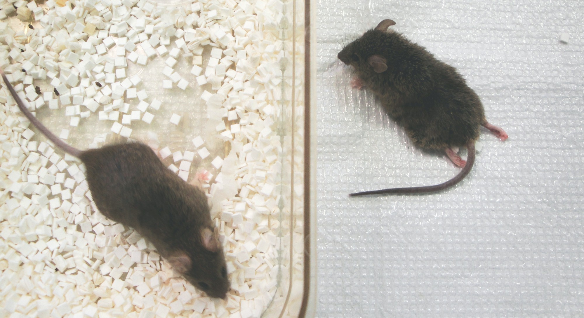 A Novel Way To Cause Disease ELife Science Digests ELife