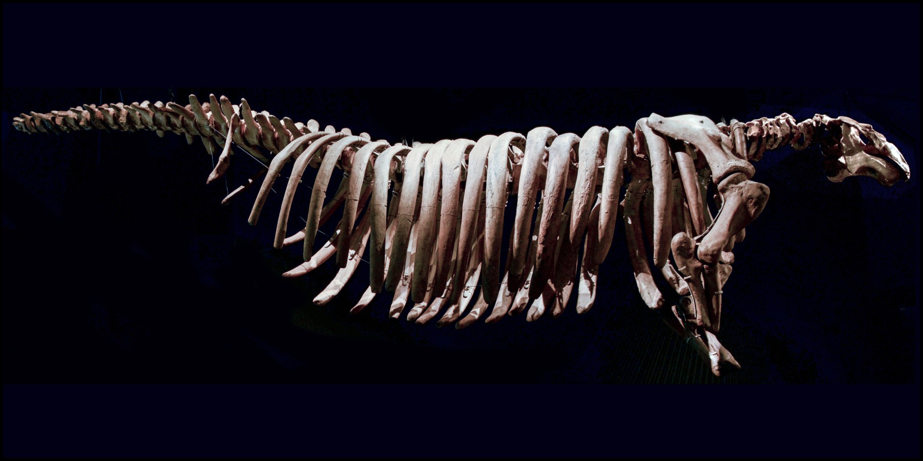 how-sea-cows-survived-in-the-arctic-elife-science-digests-elife